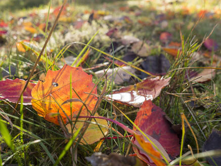 Deutschland, Bayern, Herbstblätter im Gras liegend - HUSF00110