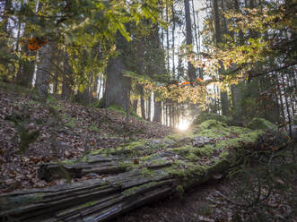 Germany, Bavaria, Setting sun shining through branches over fallen tree lying in autumn forest - HUSF00113