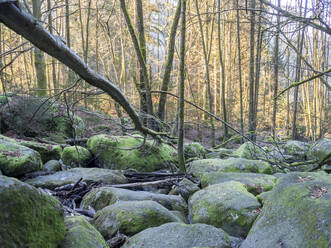 Deutschland, Bayern, Vermooste Felsbrocken im Oberpfälzer Wald - HUSF00114