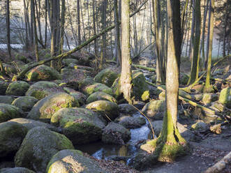 Deutschland, Bayern, Bachlauf zwischen moosbewachsenen Felsbrocken im Oberpfälzer Wald - HUSF00115