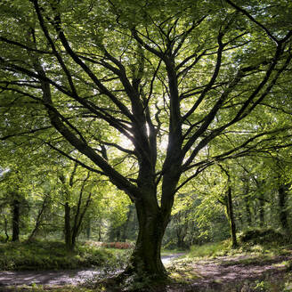 Canaston woods, Pembrokeshire, Vereinigtes Königreich - ALRF01706
