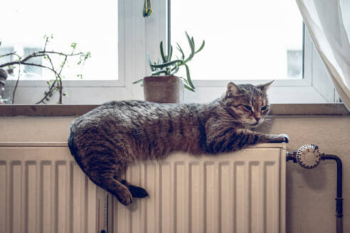 Getigerte Katze entspannt sich auf der Heizung zu Hause - MAMF01117