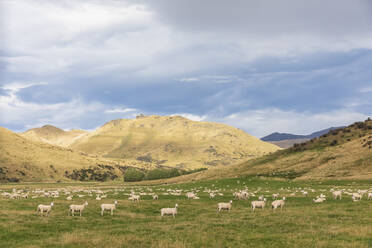 New Zealand, Oceania, South Island, Southland, Te Anau, Flock of sheep in pasture - FOF11786