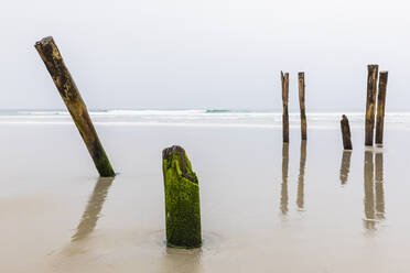 Neuseeland, Ozeanien, Südinsel, Otago, Dunedin, Saint Clair Poles, alte Holzpfosten des Piers am Saint Clair Beach - FOF11797