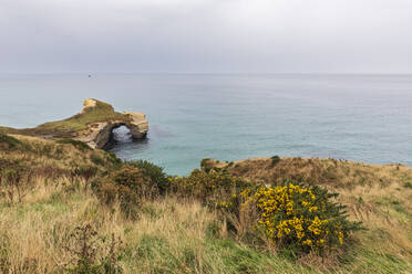 Neuseeland, Ozeanien, Südinsel, Otago, Dunedin, Sandsteinklippen am Tunnel Beach - FOF11801