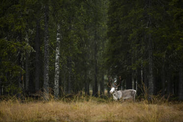 Reindeer - JOHF07371