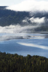 Forest at lake - JOHF07375