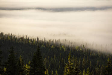 Forest in fog - JOHF07376