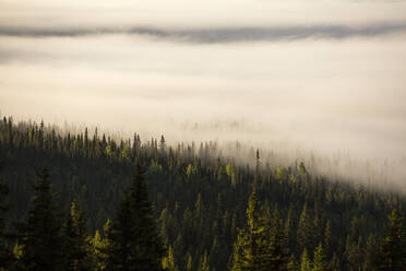Wald im Nebel - JOHF07376