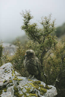 Vogel auf Felsen hockend - JOHF07385