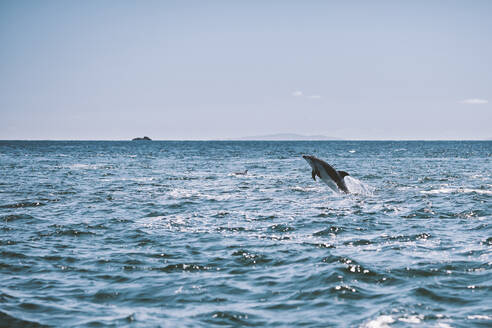 Delphin springt ins Meer - JOHF07409