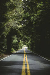Road through forest - JOHF07418
