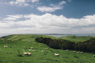 Sheep on meadow - JOHF07419