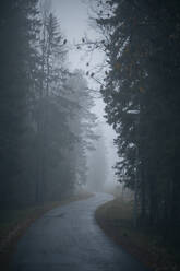 Road through forest - JOHF07426