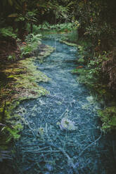 Fluss im tropischen Wald - JOHF07439