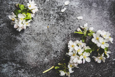 Weiße Blüten auf grauem Hintergrund - JOHF07458