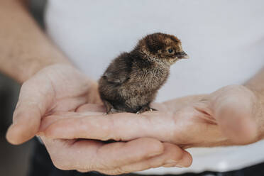 Hands holding little chick - JOHF07461