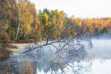 Autumn forest at lake - JOHF07489