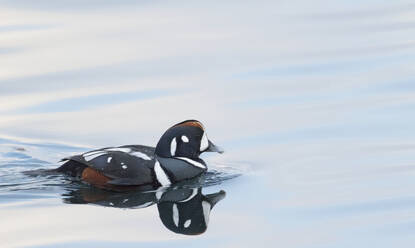 Ente auf dem Wasser - JOHF07505