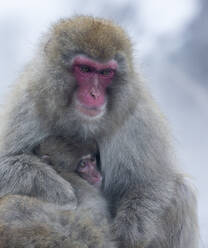 Japanischer Makake, Mutter mit Baby - JOHF07506