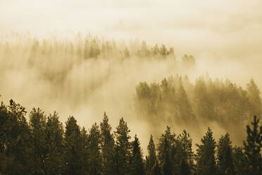 Forest covered in fog at dawn - JOHF07658