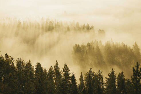 Nebelverhangener Wald in der Morgendämmerung - JOHF07658