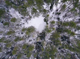 Russia, Leningrad region, Aerial view of Winter forest - KNTF04238