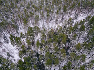 Russland, Leningrader Gebiet, Luftaufnahme des Winterwaldes - KNTF04239