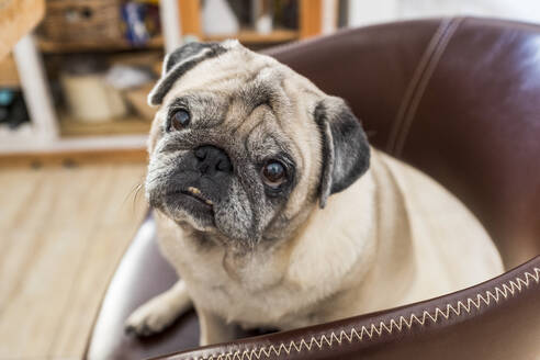 Portrait of pug sitting in armchair - SIPF02132
