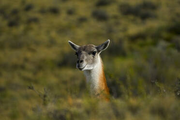 Chile, Ultima Esperanza Province, Portrait of guanaco (Lama guanicoe) looking at camera - LOMF01016