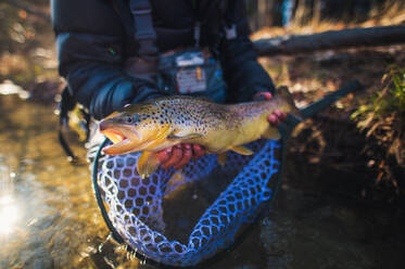 Ein Mann fängt eine große Bachforelle in einem Fluss in Maine - CAVF74346