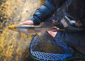 Ein Mann fängt eine große Bachforelle in einem Fluss in Maine - CAVF74349