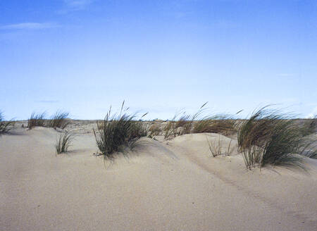 Sanddünen an der Küste von Seignosse Frane, im Film - CAVF74412