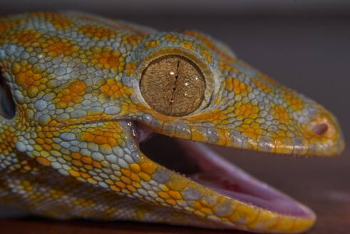 Colorful gecko tokay Macro eye - CAVF74445
