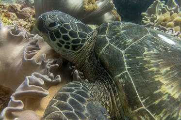 Turtle Ocean Diving among the coral - CAVF74446