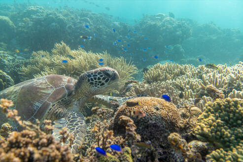 Turtle Ocean Tauchen inmitten der Korallen - CAVF74447