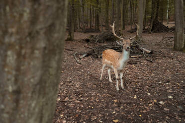 Deer dots bruno czech republic moody forest - CAVF74448