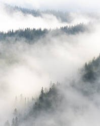 In Nebel gehüllter Wald im Olympic National Park, Washington - CAVF74485
