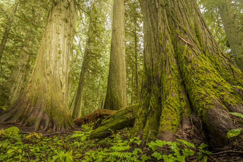 Baumriesen im Urwald, Nelson, British Columbia - CAVF74486