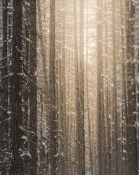 Die Sonne scheint durch die Bäume in einem Winterwald - CAVF74490