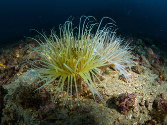 Picture of a pair of Tube anemones, underwater shoot - CAVF74501