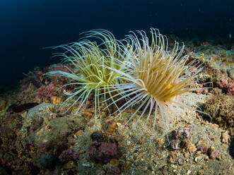 Picture of a pair of Tube anemones, underwater shoot - CAVF74502