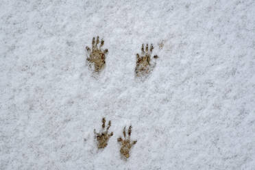 Deutschland, Eichhörnchenspuren im Schnee - LBF02879