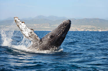 Buckelwal beim Brechen vor der Küste von Cabo San Lucas, Mexiko - CAVF74525