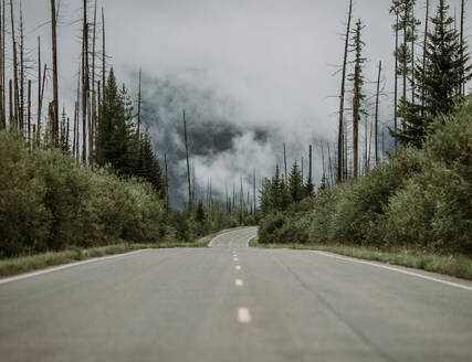 Gepflasterte Straße durch einen Wald, der sich von einem Waldbrand erholt, an einem bewölkten Tag - CAVF74619