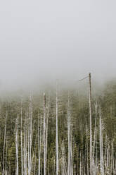 Pine covered mountain disappearing into clouds with dead trees - CAVF74624