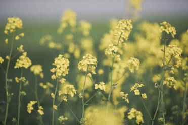 Oilseed rape flowers - JOHF07703