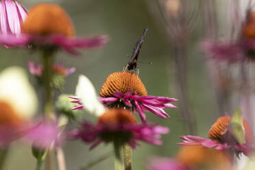 Schmetterling auf Blume - JOHF07754