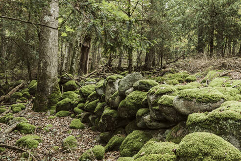 Stones covered with moss in forest - JOHF07762