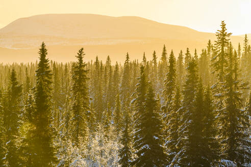 Wald im Winter bei Sonnenuntergang - JOHF07802
